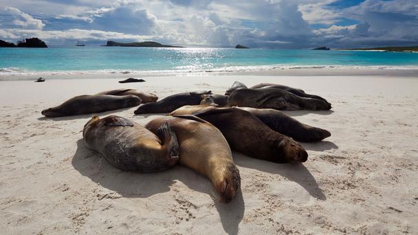 5 bãi biển tuyệt vời khám phá động vật hoang dã